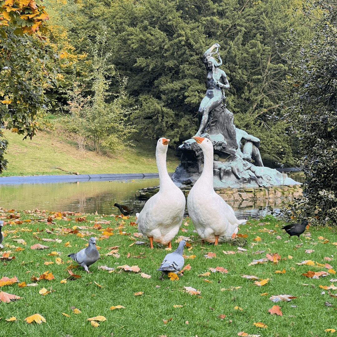 In a forest, two white geese are positioned on the grass next to a statue, with pigeons nearby.