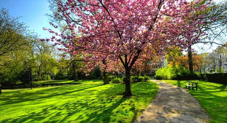 Pink blossoming trees on grass along a gravel path